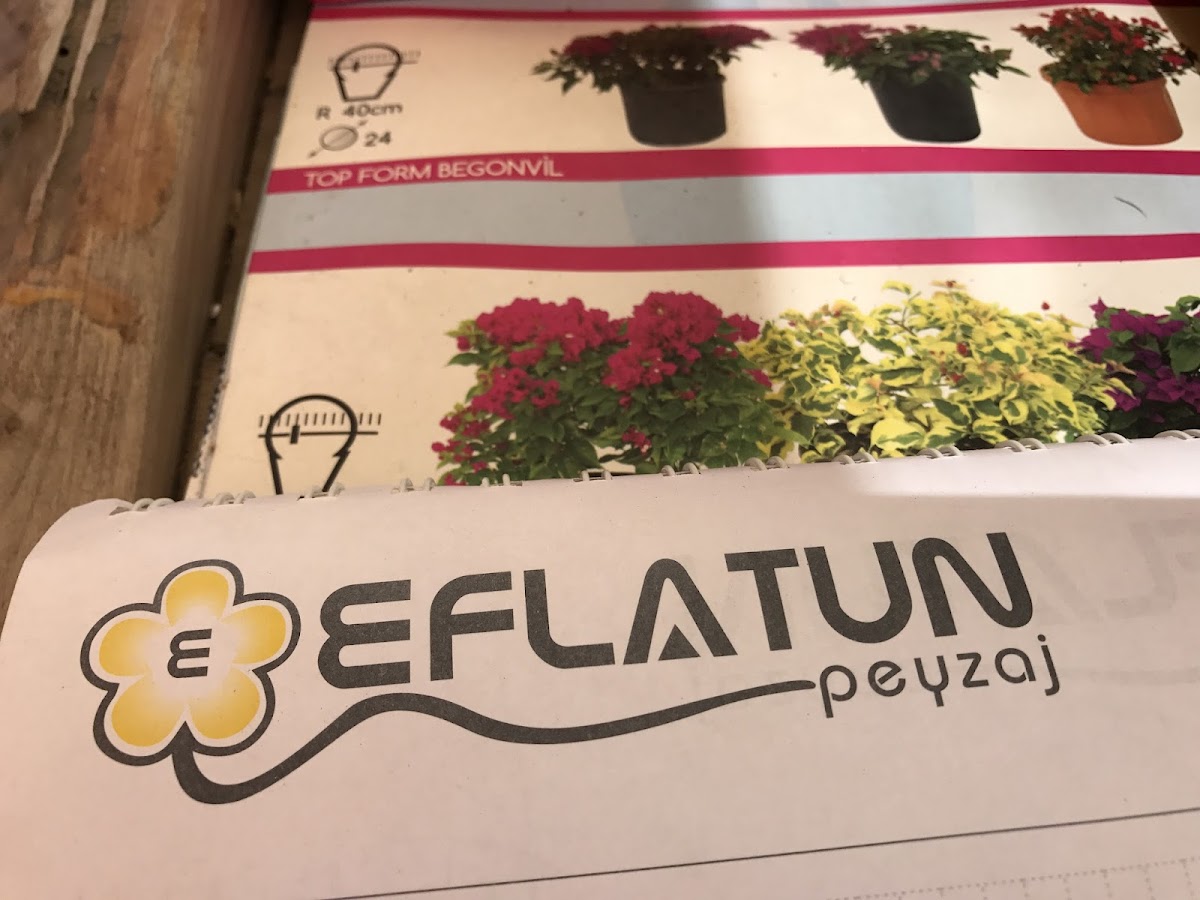 Eflatun Peyzaj Mağaza fotoğrafı 2